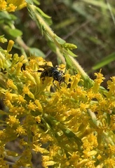 Myzinum obscurum