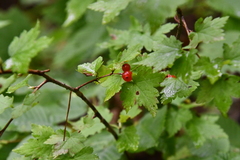 Ribes maximoviczianum