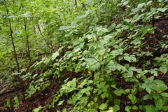 Ribes maximoviczianum