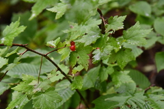Ribes maximoviczianum