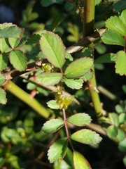 Rosa