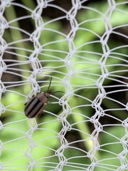 Disonycha leptolineata