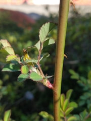 Rosa