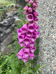 Digitalis purpurea