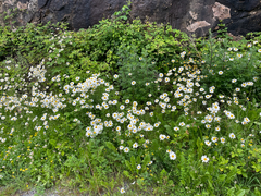 Leucanthemum vulgare
