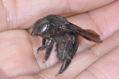 Xylocopa atamisquensis
