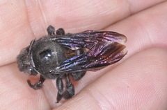 Xylocopa atamisquensis