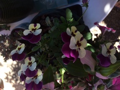 Viola