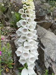 Digitalis purpurea