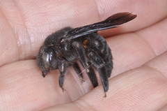 Xylocopa atamisquensis