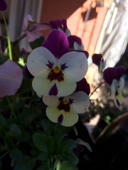 Viola
