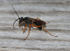 Auplopus mellipes