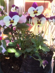Viola