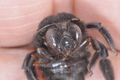 Xylocopa atamisquensis