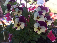 Viola