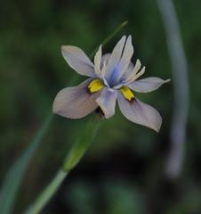 Moraea vegeta