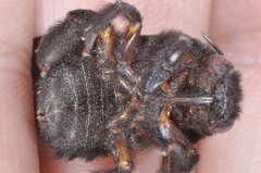 Xylocopa atamisquensis