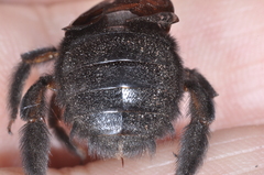 Xylocopa atamisquensis