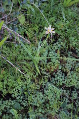 Moraea vegeta