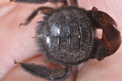 Xylocopa atamisquensis