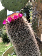 Mammillaria spinosissima