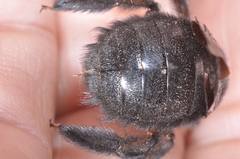 Xylocopa atamisquensis
