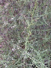 Asparagus cooperi