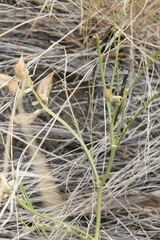 Astragalus beckwithii