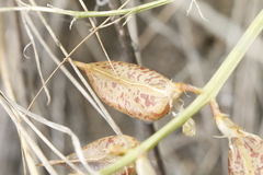 Astragalus beckwithii