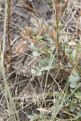 Astragalus beckwithii
