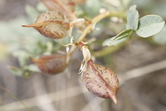Astragalus beckwithii