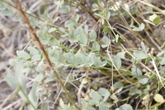 Astragalus beckwithii