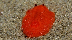 Doriopsilla peculiaris