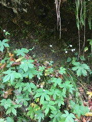 Astrantia carniolica