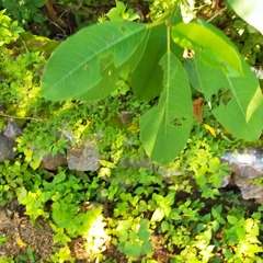 Sapium lateriflorum