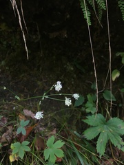 Astrantia carniolica