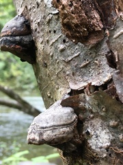 Fomes fomentarius