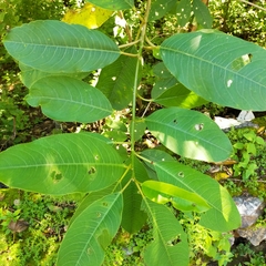 Sapium lateriflorum