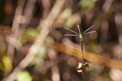Chalcolestes viridis