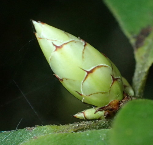 Image of Rhododendron serrulatum by (c) mfeaver, some rights reserved (CC BY)