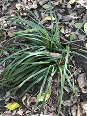Carex texensis