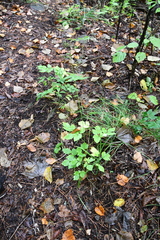 Thalictrum tuberiferum