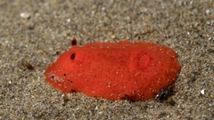 Doriopsilla peculiaris