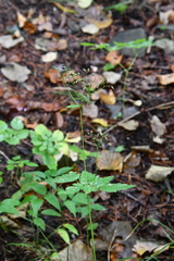 Thalictrum tuberiferum