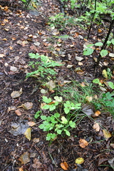 Thalictrum tuberiferum