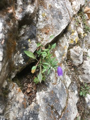 Campanula cespitosa