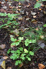 Thalictrum tuberiferum