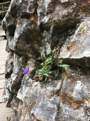 Campanula cespitosa