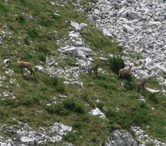 Rupicapra rupicapra balcanica