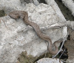 Vipera berus bosniensis